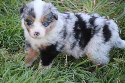 Les chiots de Berger Américain Miniature