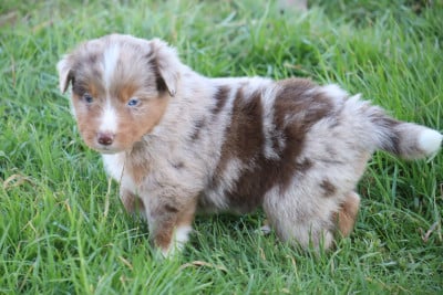 Les chiots de Berger Américain Miniature