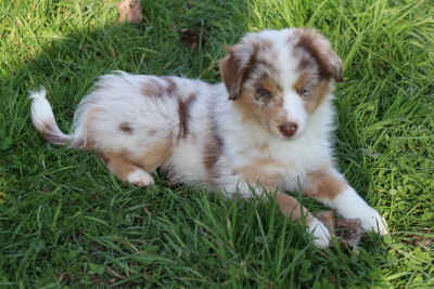 Les chiots de Berger Américain Miniature