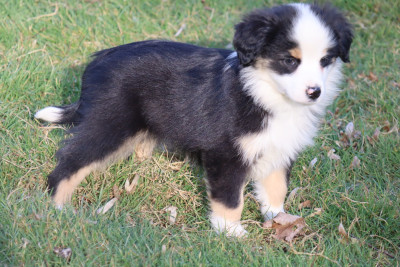 Les chiots de Berger Américain Miniature