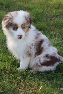 Les chiots de Berger Américain Miniature
