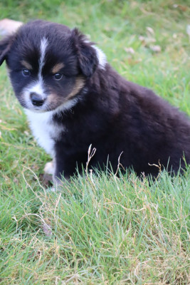 BYRON - Berger Américain Miniature