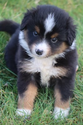 Les chiots de Berger Américain Miniature