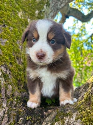 Les chiots de Berger Américain Miniature