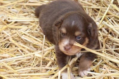 Les chiots de Berger Américain Miniature
