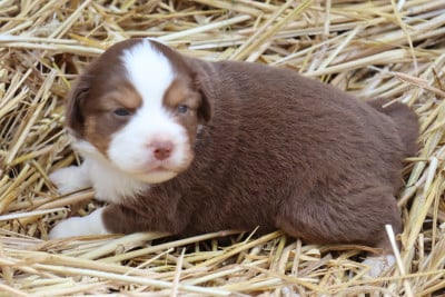 Les chiots de Berger Américain Miniature