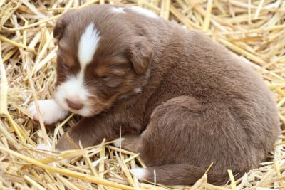 Les chiots de Berger Américain Miniature