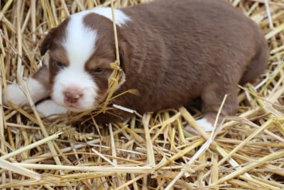 Les chiots de Berger Américain Miniature