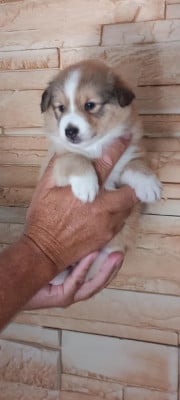 Chiot N°2 - Shetland Sheepdog
