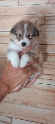 Chiot N°3 - Shetland Sheepdog
