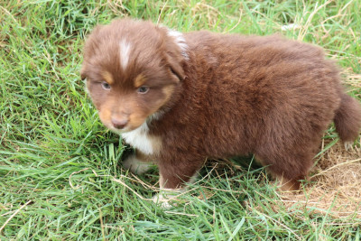 Les chiots de Berger Américain Miniature 