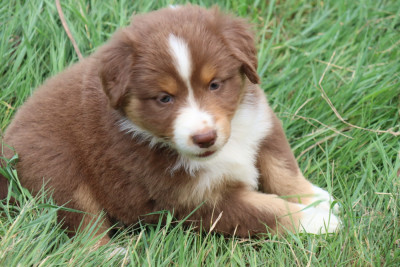 Les chiots de Berger Américain Miniature 