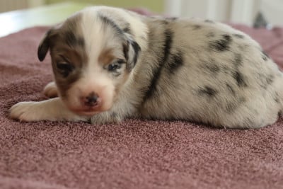 Chiot N°3 - Berger Américain Miniature 