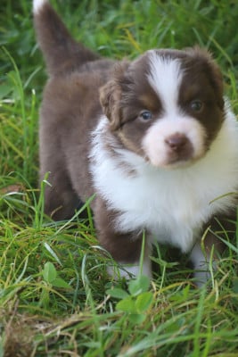 Les chiots de Berger Américain Miniature 