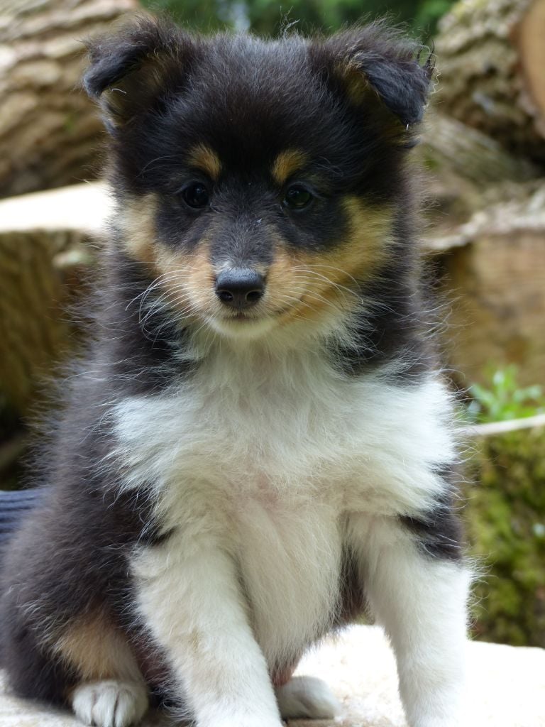 Chiot Elevage Des bonnes bouilles eleveur de chiens  