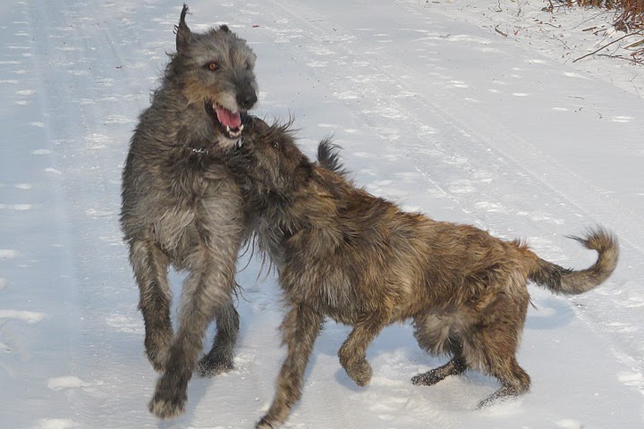 Publication : Eltanin Auteur : Jana N.