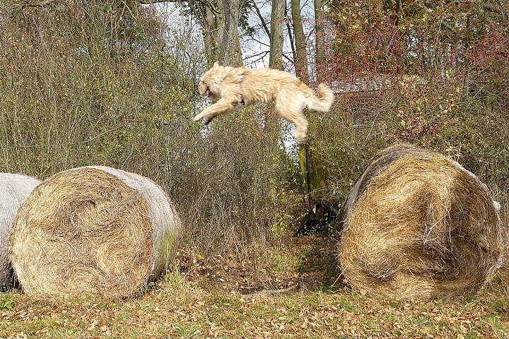 Publication : Eltanin