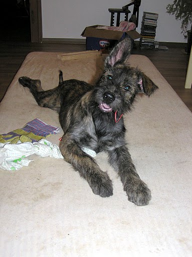 Publication : Eltanin Auteur : Jana N.