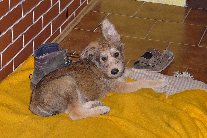 Publication : Eltanin