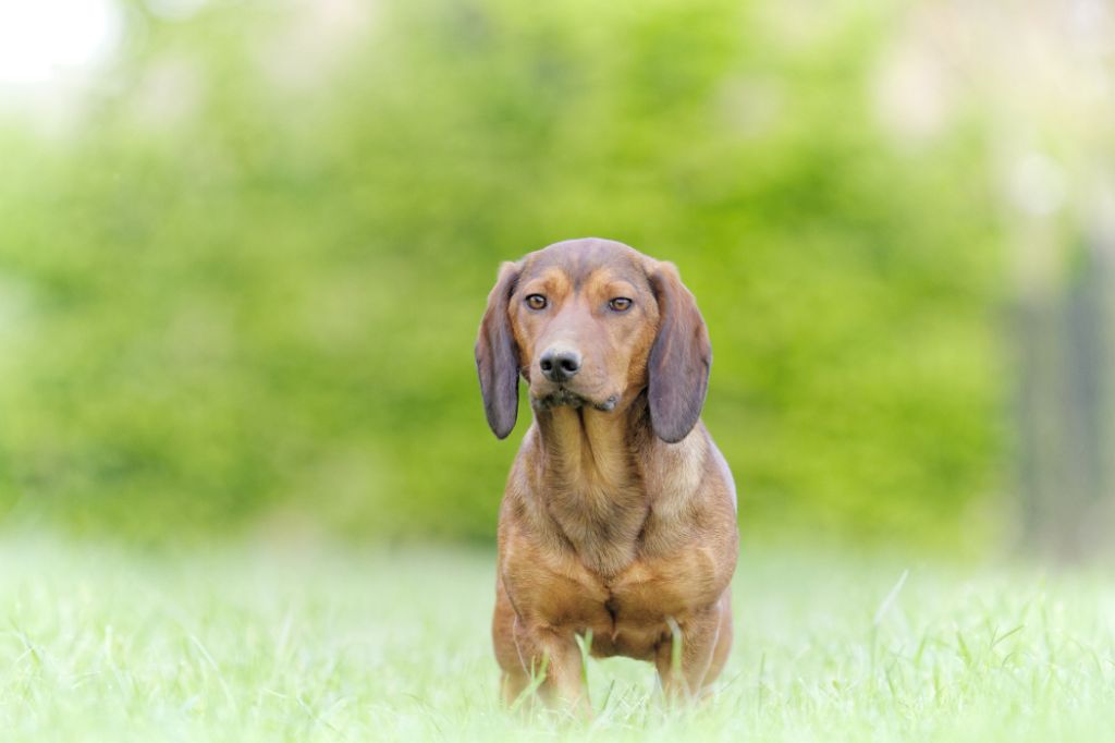 Publication : de la Vallée du Bois Bray