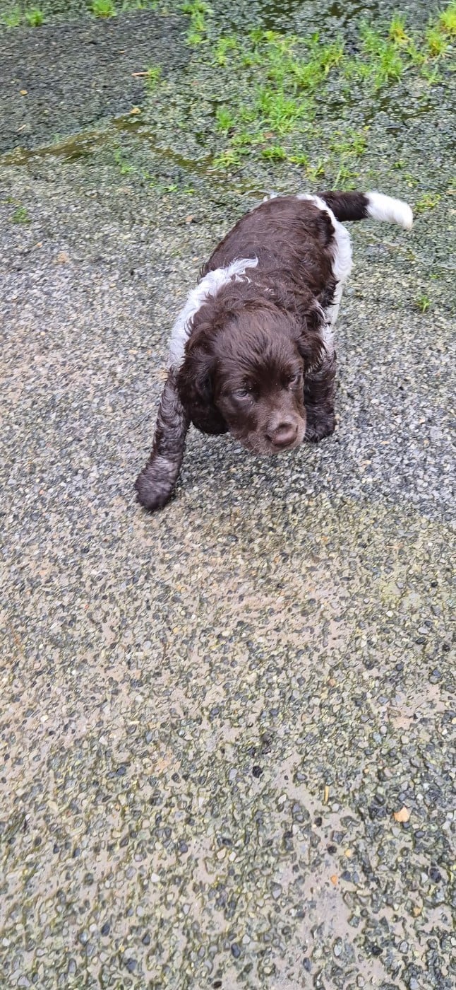 CHIOT 3 - Chien d'Oysel allemand