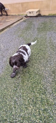 Les chiots de Chien d'Oysel allemand