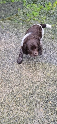 Les chiots de Chien d'Oysel allemand