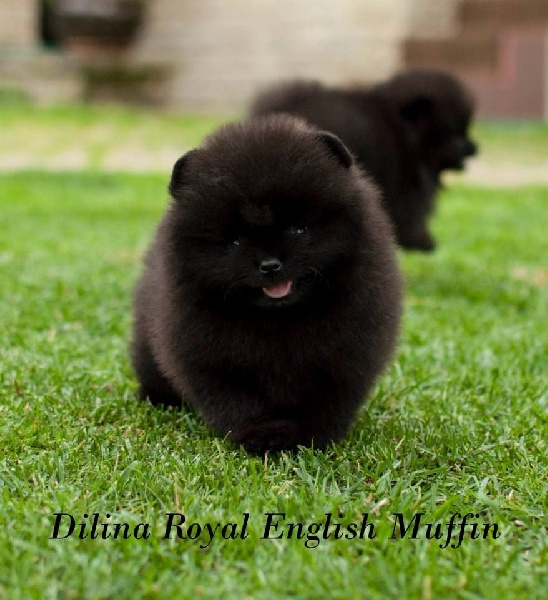 Publication : Des Hauts De Montlas Auteur : Sylvie Angles