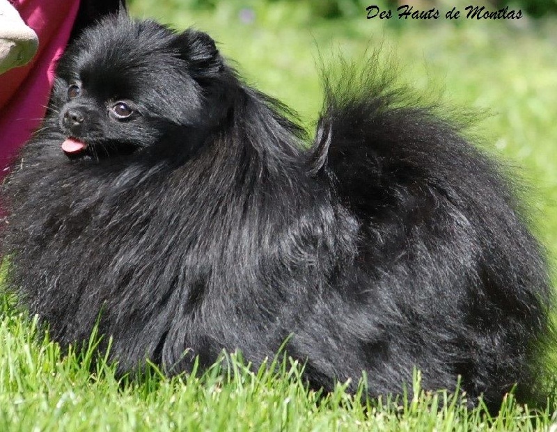 Publication : Des Hauts De Montlas Auteur : Sylvie Angles