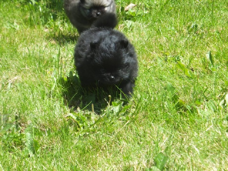 Publication : Des Hauts De Montlas Auteur : Sylvie Angles