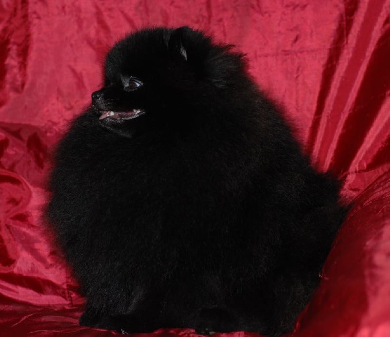 Publication : Des Hauts De Montlas Auteur : Sylvie Angles