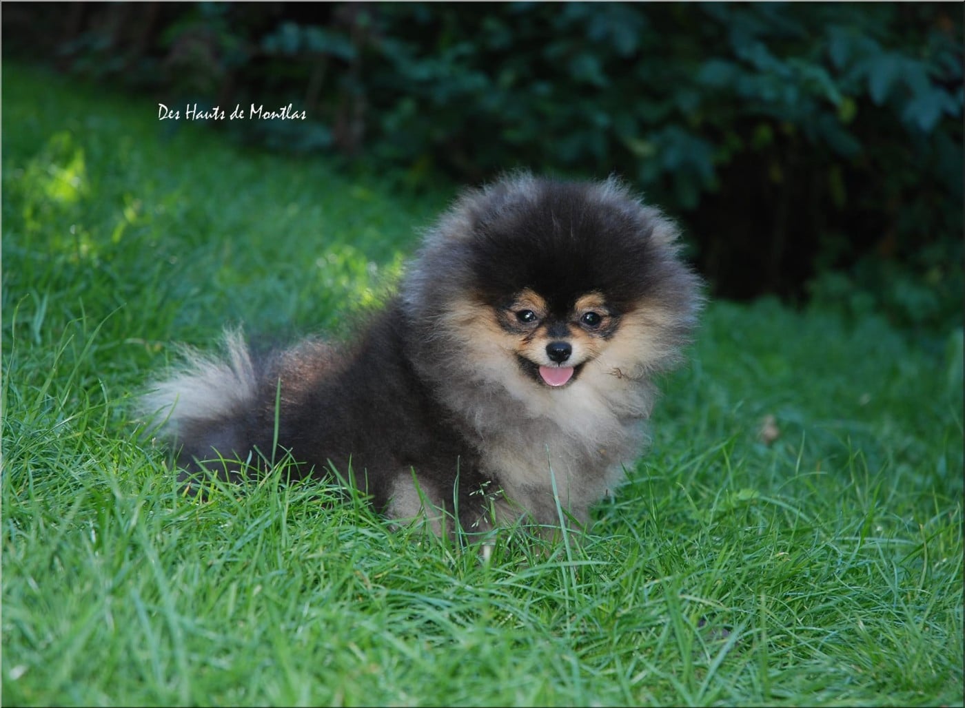 Publication : Des Hauts De Montlas Auteur : Sylvie ANGLES