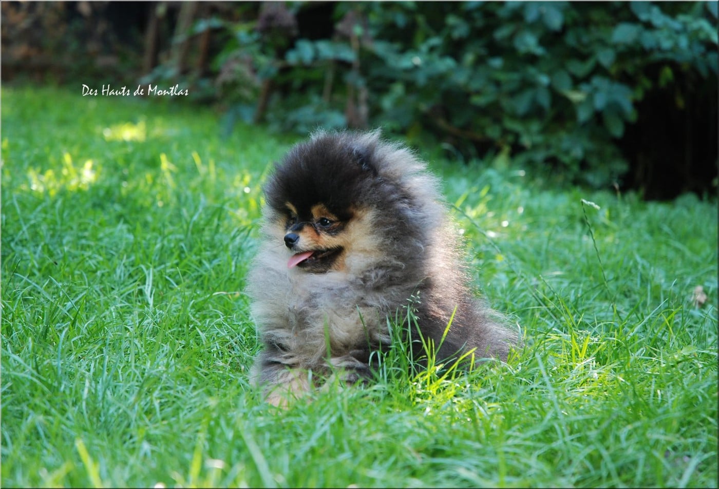 Publication : Des Hauts De Montlas Auteur : Sylvie ANGLES