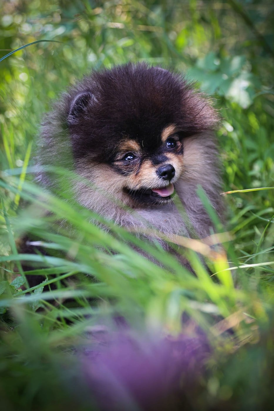 Publication : Des Hauts De Montlas Auteur : Sylvie ANGLES