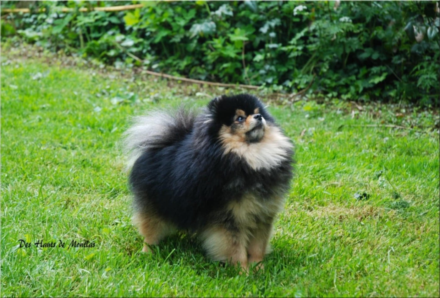 Publication : Des Hauts De Montlas Auteur : Sylvie ANGLES