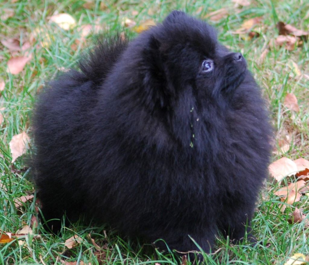 Publication : Des Hauts De Montlas Auteur : Sylvie Angles