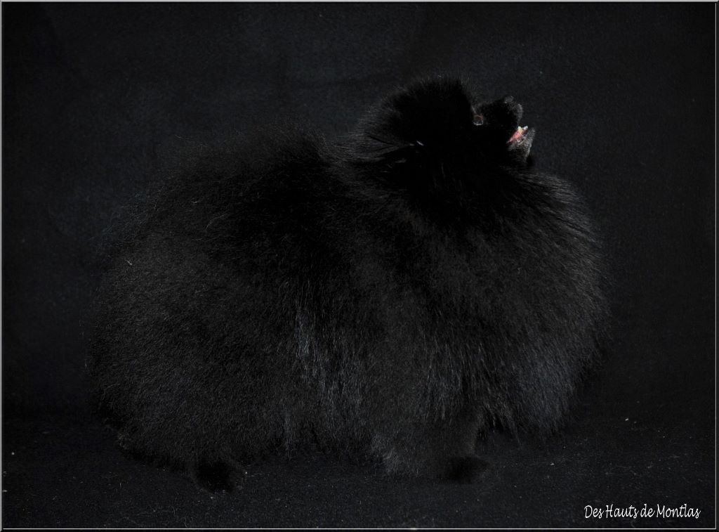 Publication : Des Hauts De Montlas Auteur : Sylvie Angles