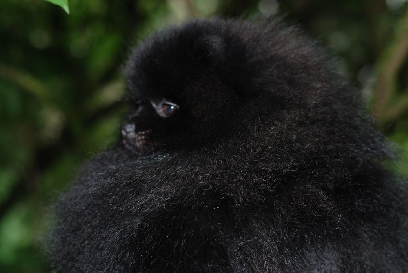 Publication : Des Hauts De Montlas Auteur : Sylvie Angles