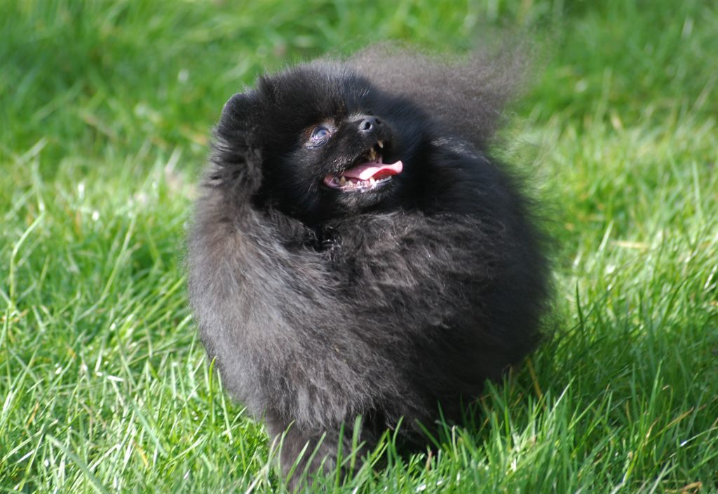 Publication : Des Hauts De Montlas Auteur : Sylvie Angles