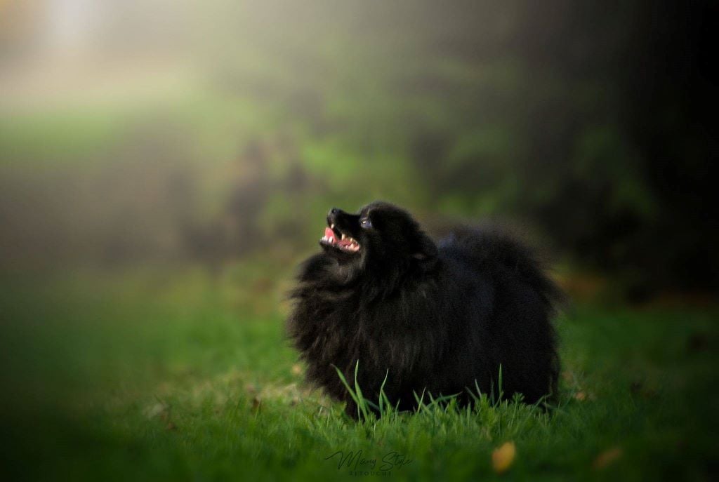 Publication : Des Hauts De Montlas Auteur : Sylvie Angles