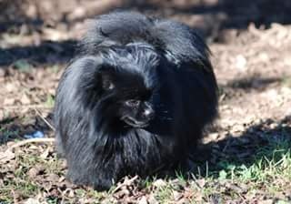 Publication : Des Hauts De Montlas Auteur : Sylvie Angles