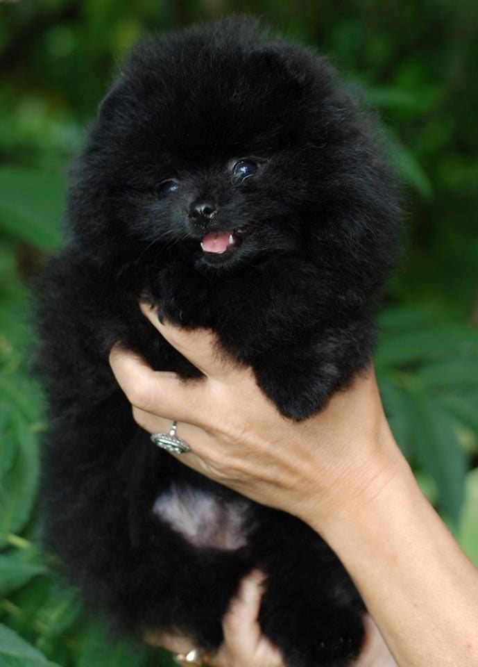 Publication : Des Hauts De Montlas Auteur : Sylvie Angles