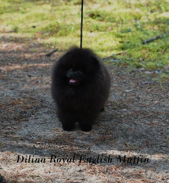 Publication : Des Hauts De Montlas Auteur : Sylvie Angles