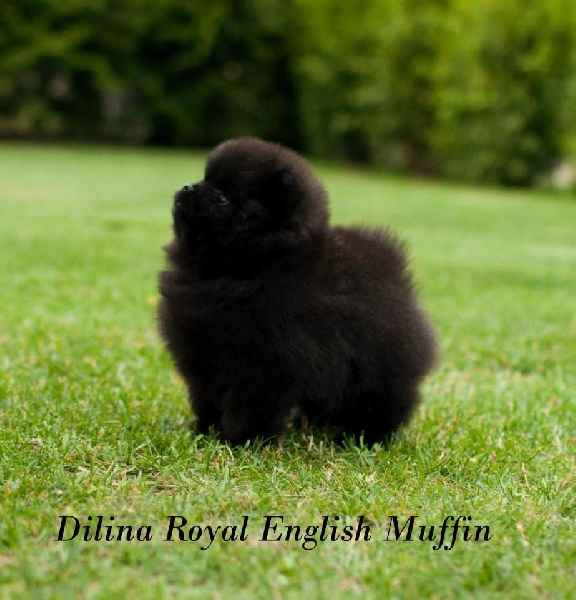 Publication : Des Hauts De Montlas Auteur : Sylvie Angles