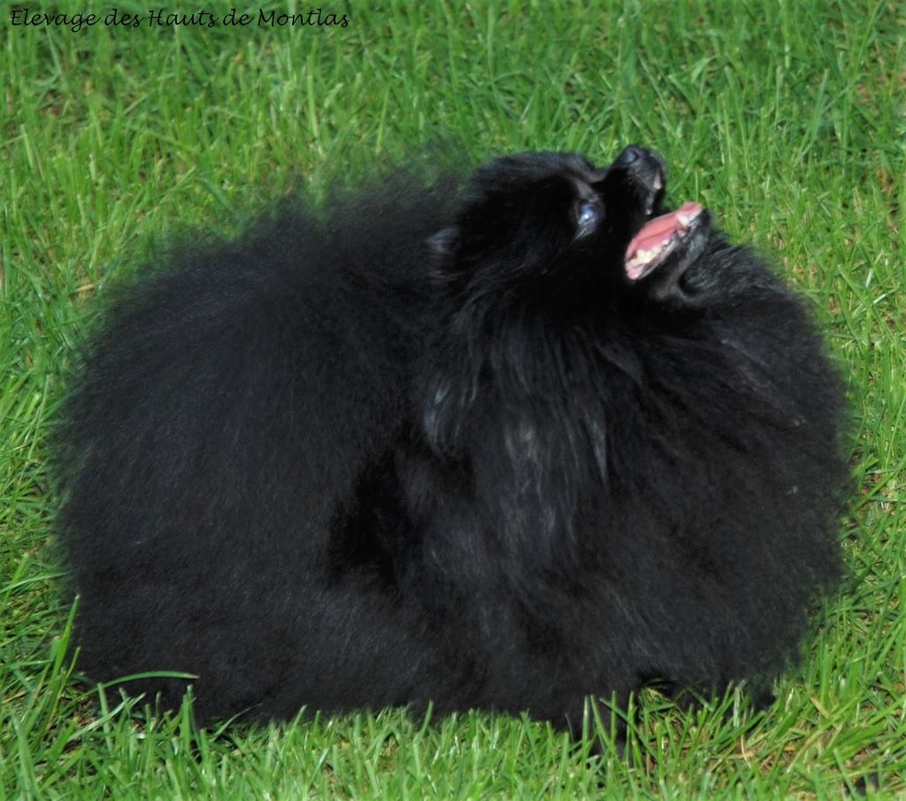 Publication : Des Hauts De Montlas Auteur : Sylvie Angles