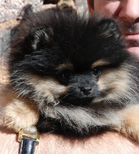 Publication : Des Hauts De Montlas Auteur : Sylvie Angles