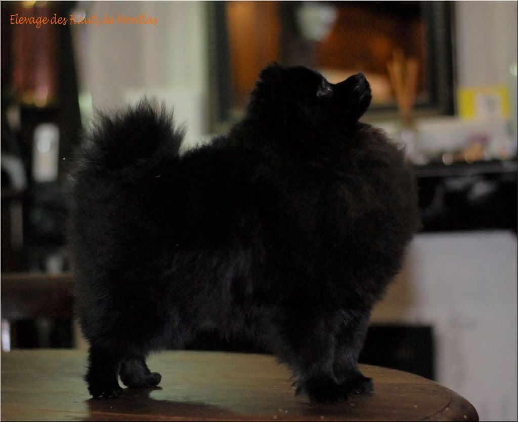 Publication : Des Hauts De Montlas Auteur : Sylvie Angles