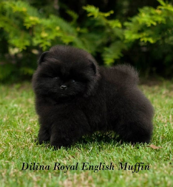 Publication : Des Hauts De Montlas Auteur : Sylvie Angles