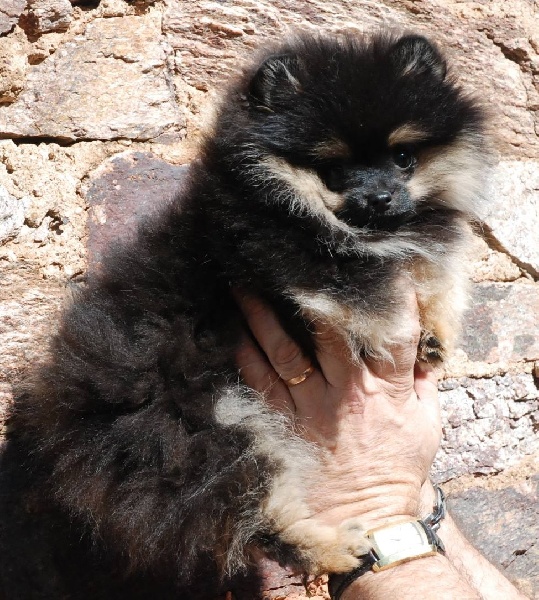 Publication : Des Hauts De Montlas Auteur : Sylvie Angles