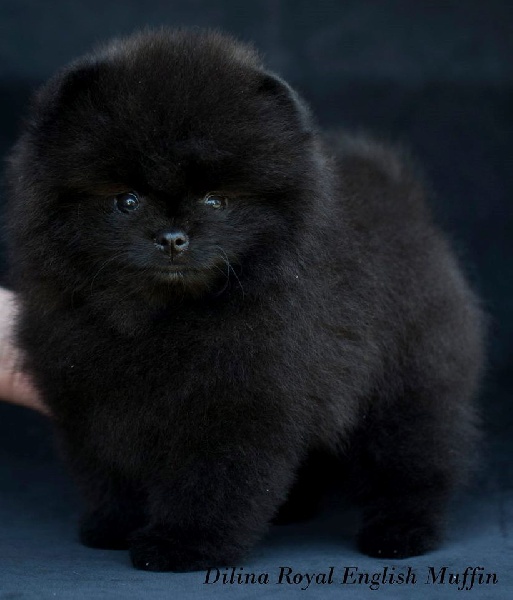 Publication : Des Hauts De Montlas Auteur : Sylvie Angles